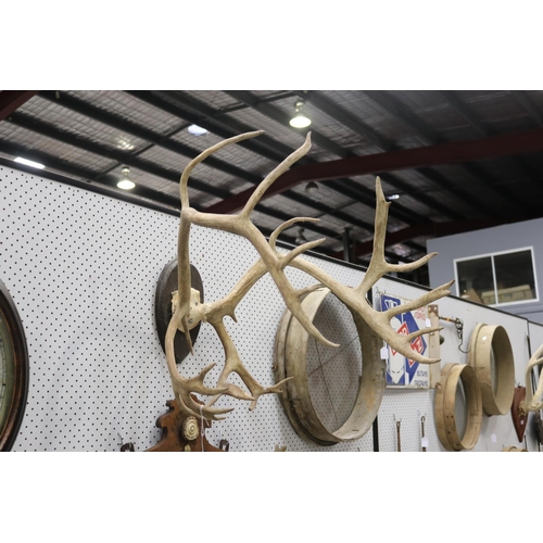 336 - Set of antlers on wooden backboard, approx 70cm H x 62cm W
