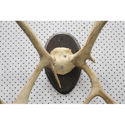 336 - Set of antlers on wooden backboard, approx 70cm H x 62cm W