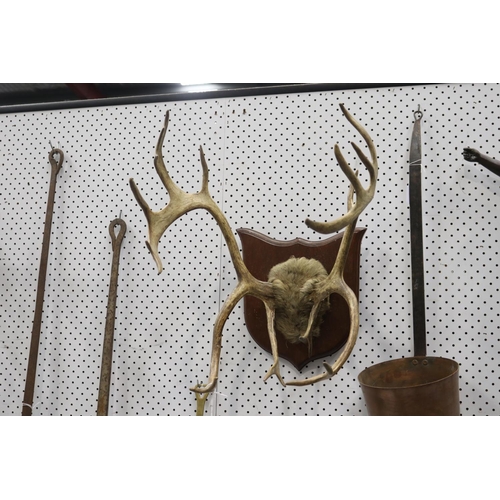 391 - Set of antlers on wooden backboard, approx 52cm H x 44cm W