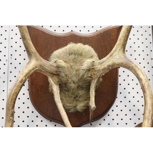 391 - Set of antlers on wooden backboard, approx 52cm H x 44cm W