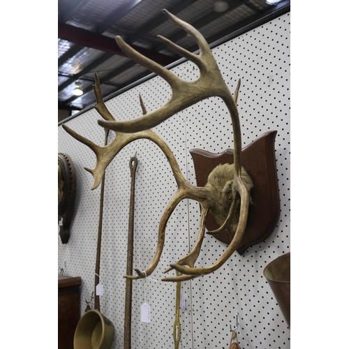 391 - Set of antlers on wooden backboard, approx 52cm H x 44cm W
