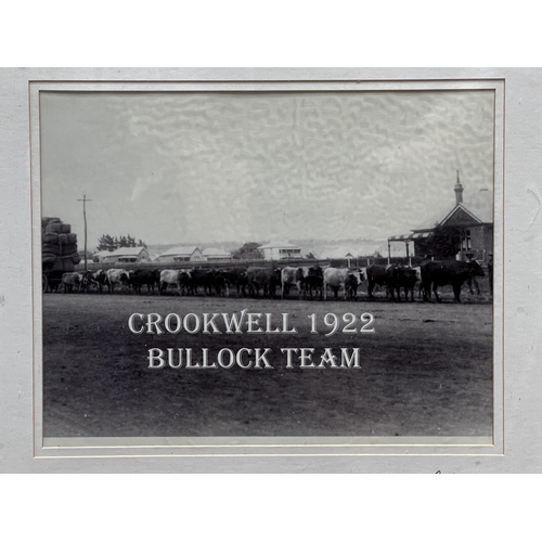 158 - Crookwell 1922 bullock Team