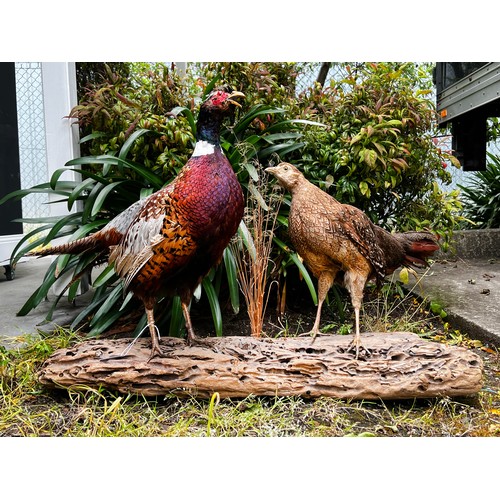 30 - Taxidermy male and female pheasants on wooden base, approx 55cm H x 100cm W