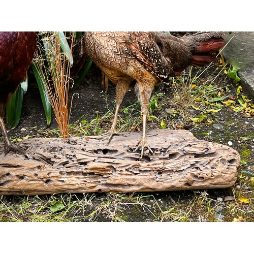 30 - Taxidermy male and female pheasants on wooden base, approx 55cm H x 100cm W