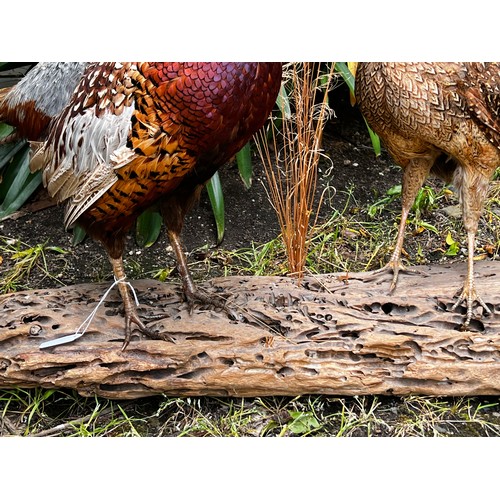 30 - Taxidermy male and female pheasants on wooden base, approx 55cm H x 100cm W