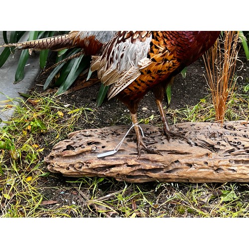 30 - Taxidermy male and female pheasants on wooden base, approx 55cm H x 100cm W