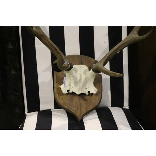 1003 - Wall mountable deer antlers 8 prongs, antlers approx 45cm H x 58cm W