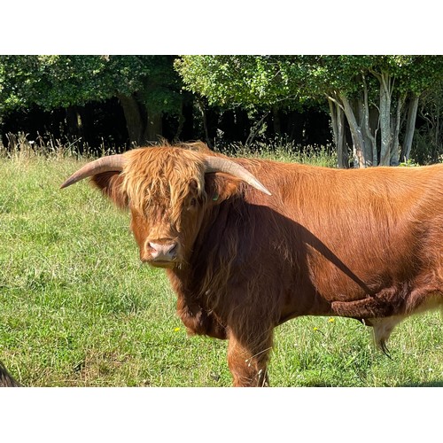 5 - Highland Steer - UD Valentine Laddie 1st of Greenwoods - Born 14th February 2021. Colour Red, Grade ... 