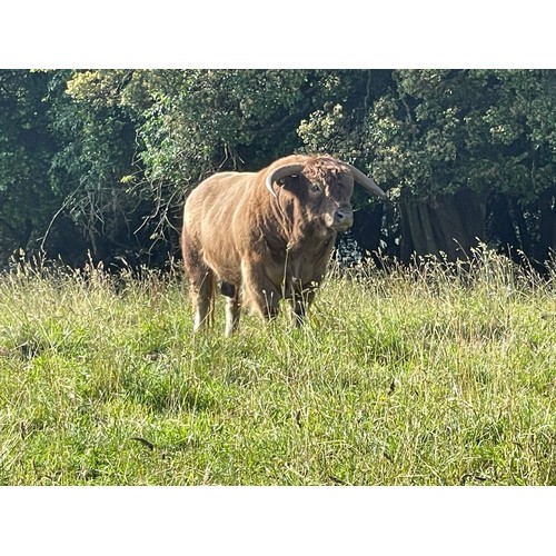 7 - Highland Steer - UD Robson 1st of Greenwoods (9198) (gentle Giant)  Colour Dunn grade P ,   Born 4th... 