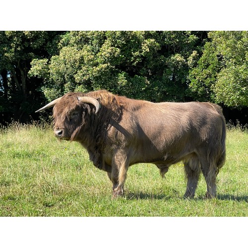 8 - Highland Steer- UD Bonnie Charles 1st of Greenwoods Born 25th March 2020 , Rego no 9202, colour Dun ... 