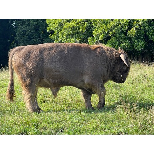 8 - Highland Steer- UD Bonnie Charles 1st of Greenwoods Born 25th March 2020 , Rego no 9202, colour Dun ... 