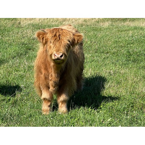 4 - Premium Bull Calf, Argyll Cameron the 1st of Greenwoods, Yellow bull calf, Sire Ullach Donn The 1st ... 