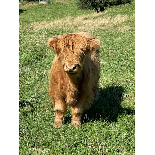 4 - Premium Bull Calf, Argyll Cameron the 1st of Greenwoods, Yellow bull calf, Sire Ullach Donn The 1st ... 