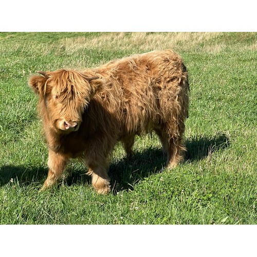 4 - Highland Premium Bull Calf, Argyll Cameron the 1st of Greenwoods, Yellow bull calf, Sire Ullach Donn... 