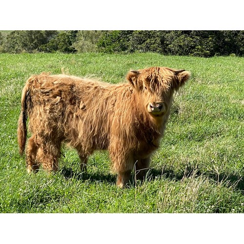 4 - Highland Premium Bull Calf, Argyll Cameron the 1st of Greenwoods, Yellow bull calf, Sire Ullach Donn... 