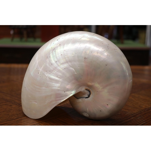 1659 - Nautilus Shell, approx 17cm H x 22cm W