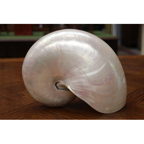 1659 - Nautilus Shell, approx 17cm H x 22cm W