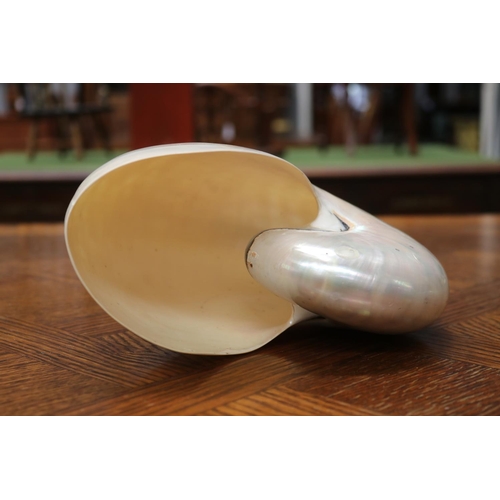 1659 - Nautilus Shell, approx 17cm H x 22cm W