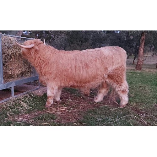 9 - Premium  Bull- From one of Australia's Best Breeders- Ennerdale Highland Cattle- Gille Geal the 1st ... 