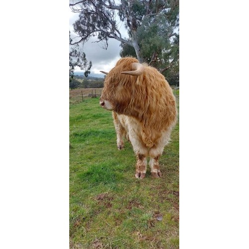 9 - Premium  Bull- From one of Australia's Best Breeders- Ennerdale Highland Cattle- Gille Geal the 1st ... 