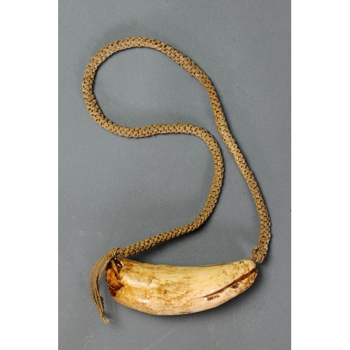 17 - Presentation Fijian Whale Tooth Pendant Necklace (Tabua) Fiji islands. Carved sperm whale tooth and ... 