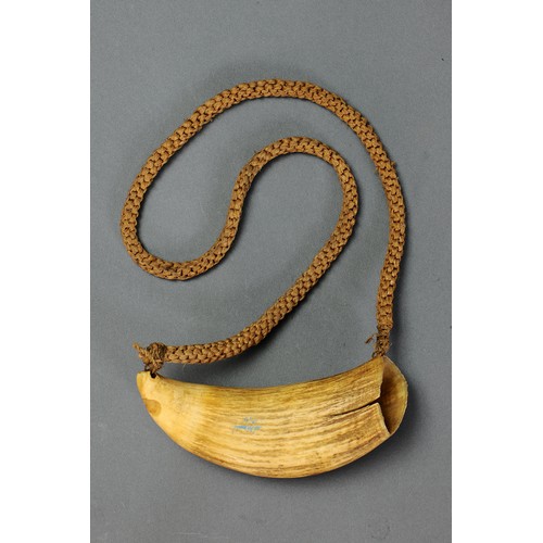 14 - Presentation Fijian Whale Tooth Pendant Necklace (Tabua) Fiji islands. Carved sperm whale tooth and ... 