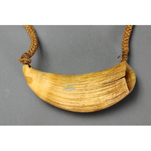 14 - Presentation Fijian Whale Tooth Pendant Necklace (Tabua) Fiji islands. Carved sperm whale tooth and ... 