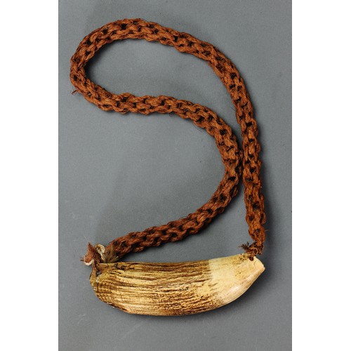 15 - Presentation Fijian Whale Tooth Pendant Necklace (Tabua) Fiji islands. Carved sperm whale tooth and ... 