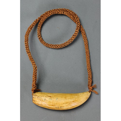 18 - Presentation Fijian Whale Tooth Pendant Necklace (Tabua) Fiji islands. Carved sperm whale tooth and ... 