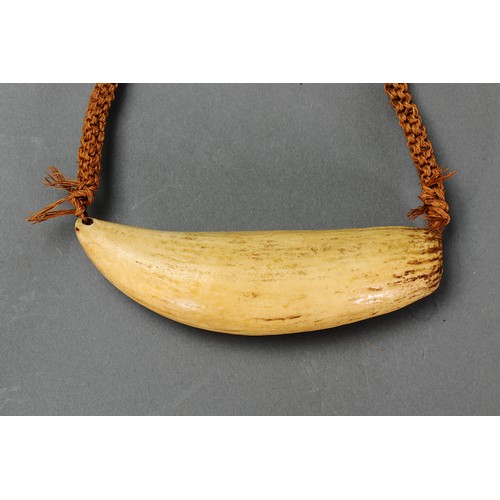 18 - Presentation Fijian Whale Tooth Pendant Necklace (Tabua) Fiji islands. Carved sperm whale tooth and ... 