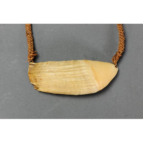 19 - Fine & small Fijian Whale Tooth Pendant Necklace (Tabua) Fiji islands. Carved sperm whale tooth and ... 