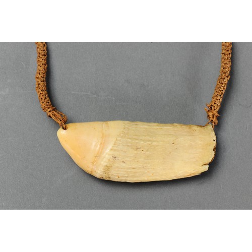 19 - Fine & small Fijian Whale Tooth Pendant Necklace (Tabua) Fiji islands. Carved sperm whale tooth and ... 