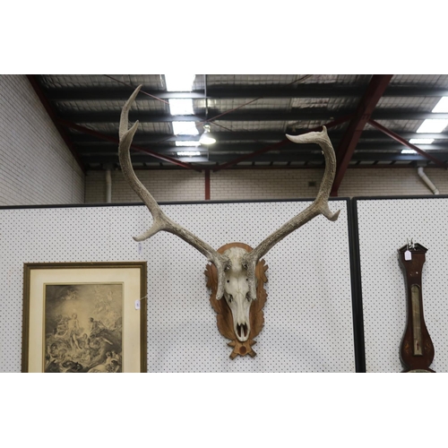 1218 - Large set of antlers on wooden backboard, approx 90cm H x 90cm W