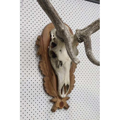 1218 - Large set of antlers on wooden backboard, approx 90cm H x 90cm W