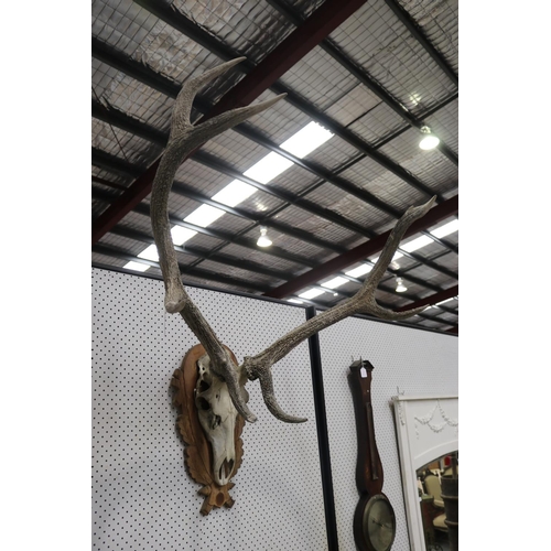 1218 - Large set of antlers on wooden backboard, approx 90cm H x 90cm W