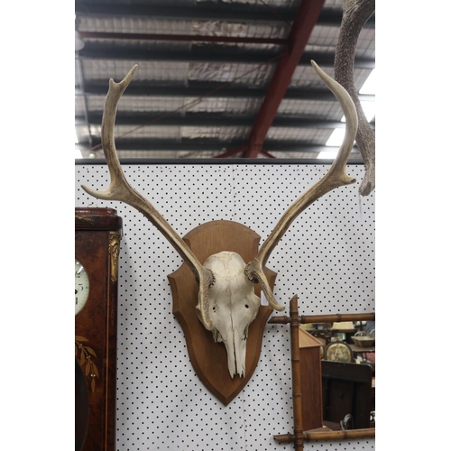 1219 - Set of antlers on wooden backing, approx 71cm H x 59cm W