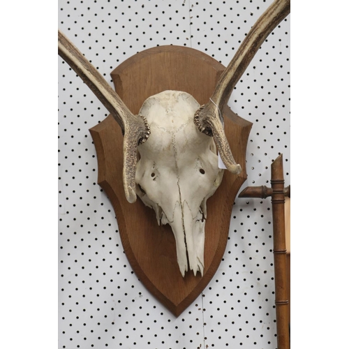 1219 - Set of antlers on wooden backing, approx 71cm H x 59cm W