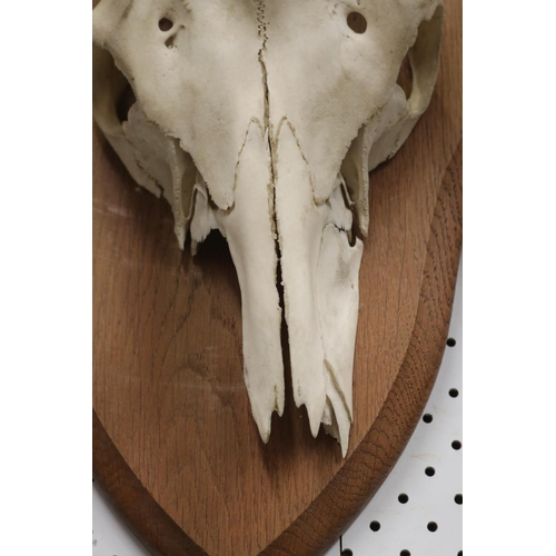 1219 - Set of antlers on wooden backing, approx 71cm H x 59cm W