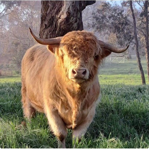 Premium  Bull- From one of Australia's Best Breeders- Ennerdale Highland Cattle- Gille Geal the 1st of Ennerdale, rego 8866 Also registered in the UK herd Book- AUIS 6404 AI UK CMK07NN4V (White), Sire Ceallach of Ennerdale Dam Sabrina the third of Durness (7248)   Born 1st April 2019.