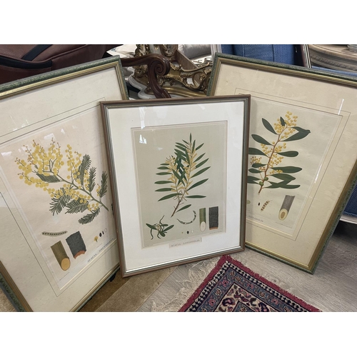 234 - Four Australian interest botanicals, from The Forests of South Australia, Titled Acacia Longifolia, ... 