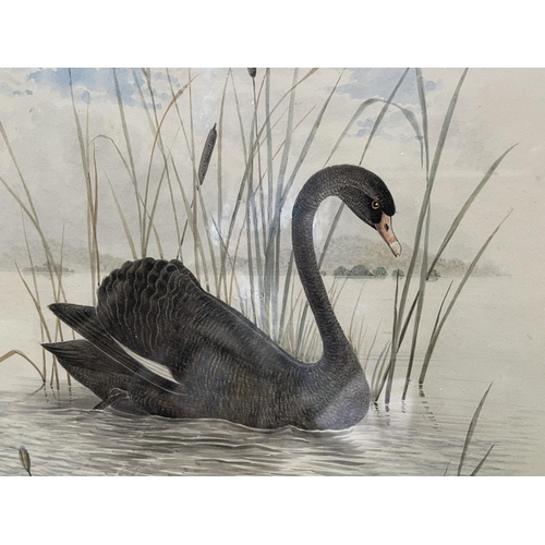 62 - Neville Henry Pennington Cayley, Senior (1853-1903) Australia, Black Swans, watercolour, signed and ... 