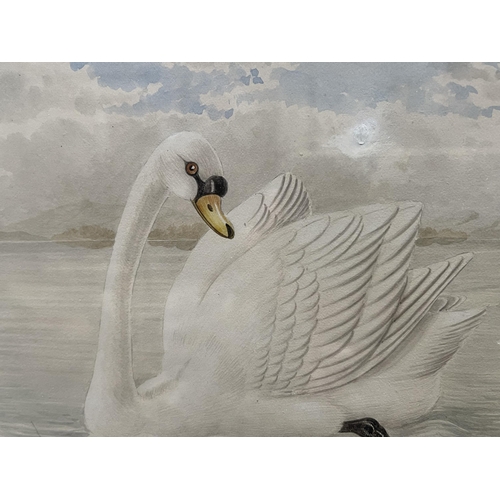 63 - Neville Henry Pennington Cayley, Senior (1853-1903) Australia, White swans, watercolour, signed and ... 
