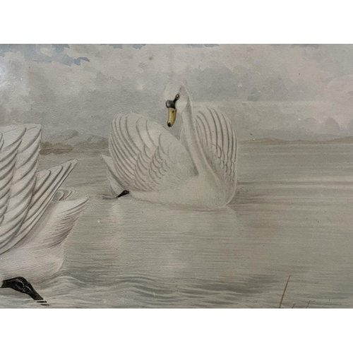 63 - Neville Henry Pennington Cayley, Senior (1853-1903) Australia, White swans, watercolour, signed and ... 