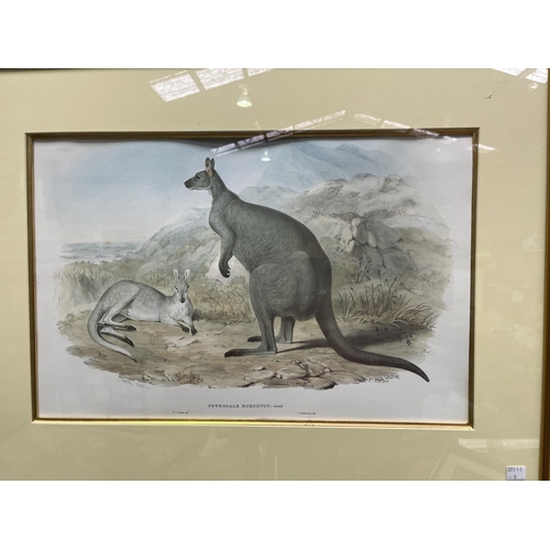64 - Re print of The Nail-tailed Kangaroo, Macropus Unguifer, Gould. H C Richter, approx 34.5 x 53.5 cm. ... 