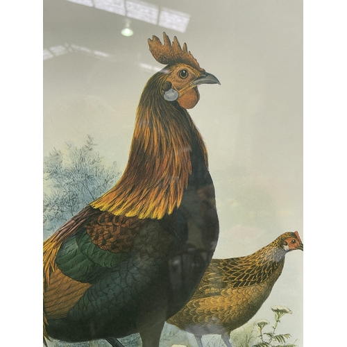 65 - Re print of The Gallus Ferrugineus Red Jungle Fowl, approx 54cm x 41 cm