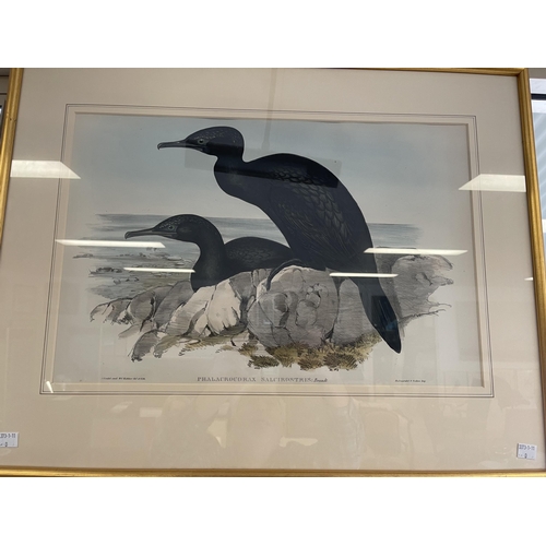 70 - Gould & H C Ritcher, hand coloured lithograph. Phalacrocorax Sulcirostris, Groove-billed Cormorant, ... 