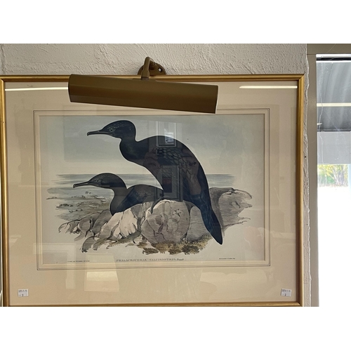 70 - Gould & H C Ritcher, hand coloured lithograph. Phalacrocorax Sulcirostris, Groove-billed Cormorant, ... 