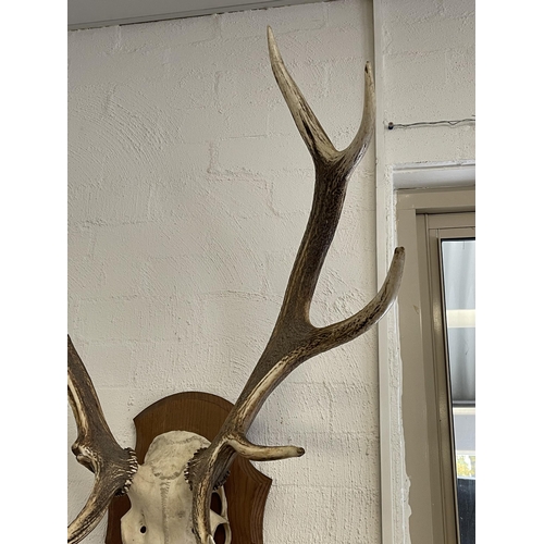 224 - French antlers on oak shield back board mount, approx 74cm H x 74cm W