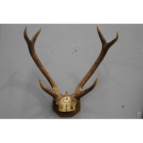 1306 - Coat rack made from a set of antlers, approx 57cm H x 57cm W x 37cm D