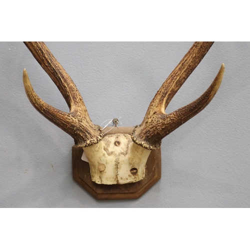 1306 - Coat rack made from a set of antlers, approx 57cm H x 57cm W x 37cm D